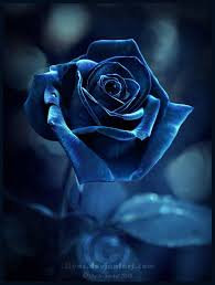 Gothic Black And Blue Roses Late Night Rose By Lilyas Blue Roses Wallpaper Blue Rose Tattoos Blue Roses