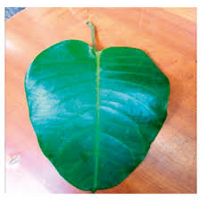 Image result for Parquetina calophylla