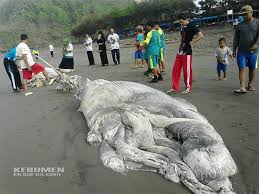 We did not find results for: Bangkai Hewan Raksasa Terdampar Di Pantai Suwuk Bikin Heboh Warga Kebumen Ekspres Paling Tahu Kebumen