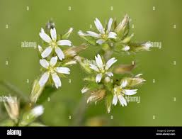 Image result for Cerastium glomeratum