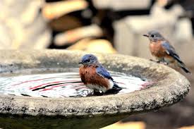 Smaller birds often feel more comfortable at taller baths since it. How To Secure A Bird Bath So It Doesn T Tip Over Bird Feeder Hub