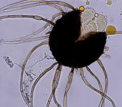 Image result for Uncinula necator