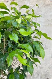 Image result for Ficus muelleriana