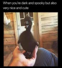 Dark Duck Goth Memes Funny Friend Memes Friendship Memes Funny