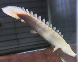 Image result for Coelorachis lepidura