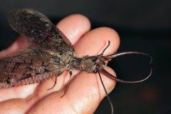 Image result for Hylebates cordatus