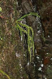 Image result for Huperzia mildbraedii