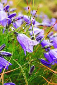 Pin On Plants Perennial