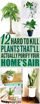 Top 10 air purifying plants. 12 Amazing Looking Air Purifying Plants You Need In Your Home Plants Air Purifying Plants House Plants