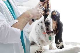 Swedish is consistently named the seattle area's best hospital, with the best doctors, nurses and. Emergency Veterinarian In The Seattle Area