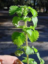 Image result for Urtica