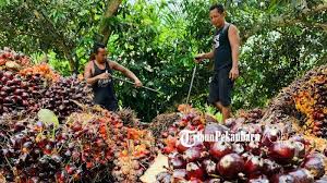 Sepertinya harga yang sudah terkoreksi. Daftar Harga Kelapa Sawit Di Riau Priode 19 25 Mei 2021 Tribunpekanbaru Wiki
