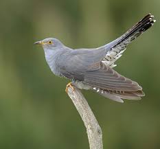 Birds That Start With B L Image Contient Peut Etre Oiseau Et Plein Air Zhivotnye Pticy