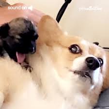 Northeast pa pet fund & rescue scranton, pa location address p.o. Pbb2ao18so4vqm