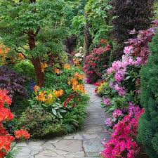 Path Through The Azalea And Rhododendron Flowers Azaleas Garden Beautiful Flowers Garden Beautiful Gardens