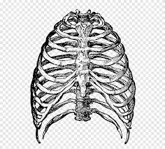 The thoracic cage takes the form of a domed bird cage with the horizontal bars formed by ribs and costal cartilages. Rib Cage Human Skeleton Rib Cage S Monochrome Head Png Pngegg
