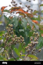 Image result for Millettia pinnata