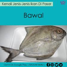 Ikan kembung, ikan selayang dan ikan selar yang selalunya tak dapat beza kerana bentuk yang lebih kurang sama. Jenis Jenis Ikan Di Pasar The Ramaramapendek