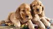 English Springer Spaniel Dogs and Puppies for sale in the ...