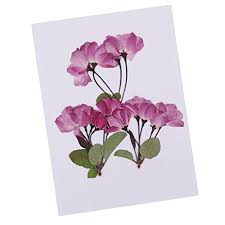 These companies are dealing in a number of dried flower variants like natural dried flowers and decoratio etc. B Baosity 3 Piece Natural Dried Flowers Real Flower Pressed Sakura For Diy Resin Ornament Crafts Candle Making Buy Online In India At Desertcart In Productid 67739157