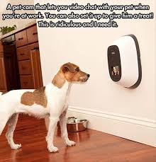 Pin On Everything Dog