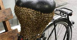 Naturschauspiel In Krefeld Bienenschwarm Setzt Sich An Fahrrad Fest Bienenschwarm Bienen Imkerei
