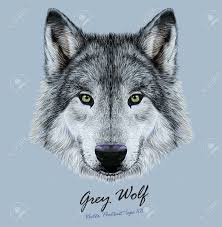 They hold me like the sun going down. Vector Illustrative Portrait Of Wolf Beautiful Gazing Face Of Gray Wolf With Green Eyes Royalty Free Cliparts Vectors And Stock Illustration Image 44302972