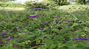 Image result for Gutenbergia cordifolia