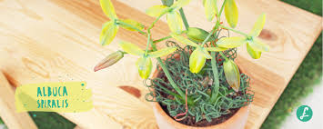 Subito a casa e in tutta sicurezza con ebay! Piante Grasse Rare Le Piante Succulente Piu Ambite Flobflower