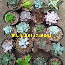 Tersedia produk aman dan mudah di bandung barat, jaminan uang kembali 100% di bukalapak. Jual Jual Bibit Kaktus Di Bandung Wa 085814745501 Kaskus