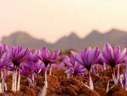 Saffron Flowers Saffron Flower Flower Field Saffron