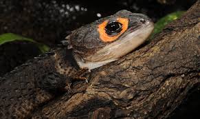 Maybe you would like to learn more about one of these? Red Eyed Crocodile Skink Care Sheet Tank Setup Feeding Everything Reptiles