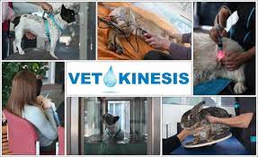 Si des chiens font pipi à proximité de chez vous ou devant la porte d'entrée, ou encore si votre animal a tendance à s'oublier à l'intérieur de la maison, il existe des solutions répulsives. Presentation Du Centre Vetokinesis Centre Vetokinesis