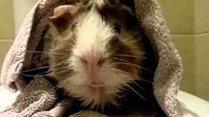 Guinea pig olympics swimming is performed by funny cat and funny american guinea pigs. Pet Interviews Guinea Pig Youtube