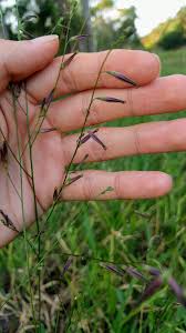 Image result for Schwenckia