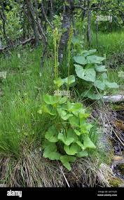 Image result for Ligularia sibirica