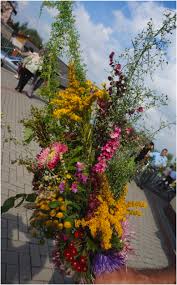 Image result for Dysphania schraderiana