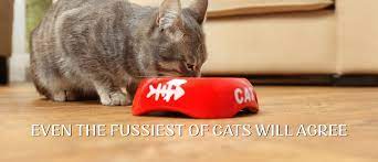 Fussie Cat Even The Fussiest Of Cats Can T Resist