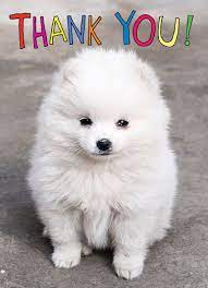 With tenor, maker of gif keyboard, add popular cute puppy thank you animated gifs to your conversations. Cardfool Com Puppies Funny Cute Baby Puppies Funny Thank You Cards