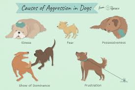 The reason fear aggression rears its ugly head is because something made the dog feel threatened. Reasons Why Dogs Get Aggressive And How To Stop It