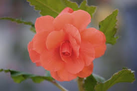 List Of Flower Names With Their Meanings And Alluring Pictures Gardenerdy