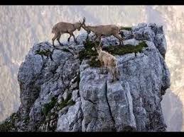الماعز الجبلي الوعل الذي دو خ الثعلب Youtube Animals Images Animals Mountain Goat