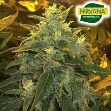 In the 1980s, afghani indica seeds were brought to the u.s. Northern Lights Feminized Cannabis Seeds In South Africa Mj Seeds Sa
