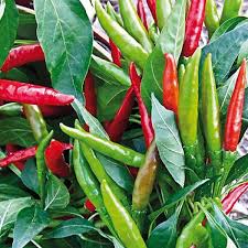 Bird S Eye Chili Substitute Thai Super Chili 50 000 Scoville Units A Long Skinny Pepper Intense Heat With Intense Flavor Makes This P Stuffed Peppers Stuffed Hot Peppers Super Chili