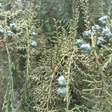 Image result for Rutidea orientalis