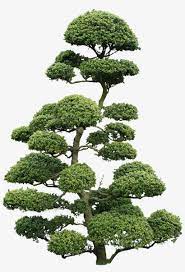 Download Cloud Tree Png Textures Cloud Pruned Tree Png For Free Nicepng Provides Large Related Hd Transparent Cloud Pruning Large Bonsai Tree Japanese Tree