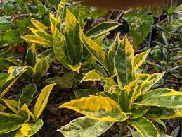 Image result for Aucuba