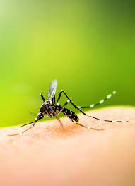 Get information on sprayings, site inspections, ways to prevent mosquito bites and the most effective methods used to control mosquitoes. Mosquito Control Services By One Two Tree Miami