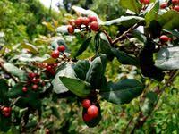 Image result for Psorospermum febrifugum