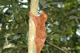 Flying lemurs are such wonderful creatures that i decided to share about them in this post. 478